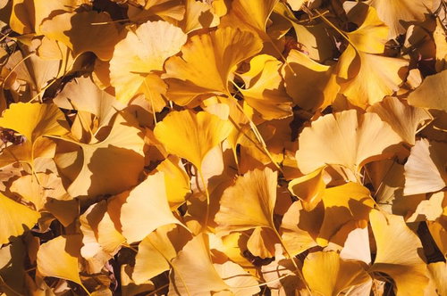 秋のイチョウの落葉が重なり合う黄色い葉と枝の風景