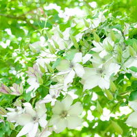 木漏れ日を受けて紫色の花びらが光るクレマチスの接写の写真