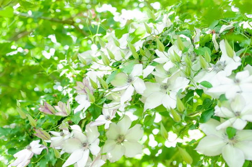 木漏れ日を受けて紫色の花びらが光るクレマチスの接写