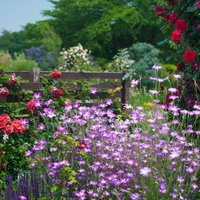 バラと宿根草が混ざり合って咲くイングリッシュガーデン風の花壇の写真