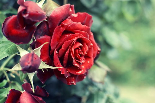 ぼけた緑の背景に花びらが渦巻き状に開く深い赤のバラの接写