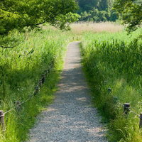 自然豊かな草原を通る遊歩道の写真
