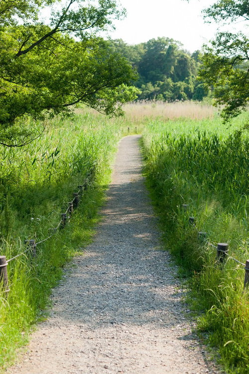 自然豊かな草原を通る遊歩道