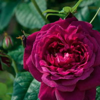 深紅のワインレッドのバラ一輪の写真