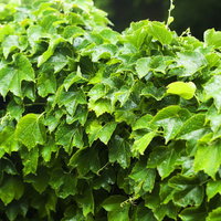 雨に濡れたツタの葉の接写の写真