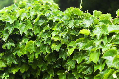 雨に濡れたツタの葉の接写