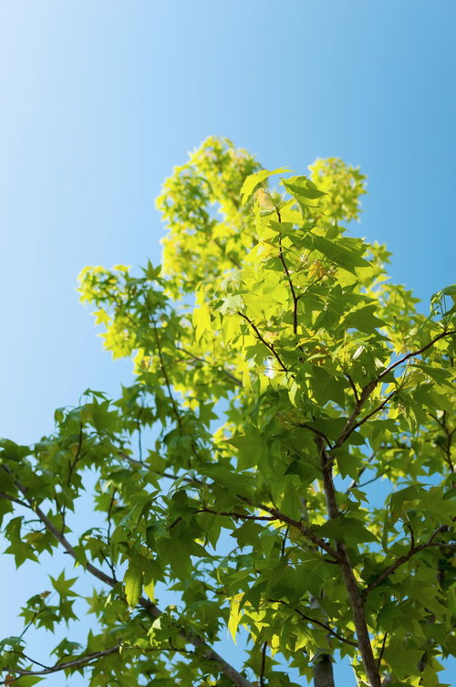 日差しを浴びるアメリカフウの新緑