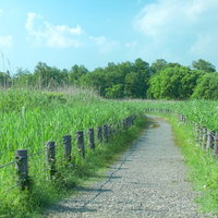 木製の柵で両側が区切られた森の中の遊歩道の写真