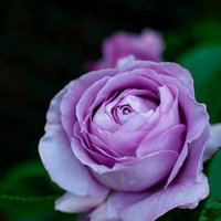 淡いピンクの花びらが重なる「しのぶれど」品種のバラの写真