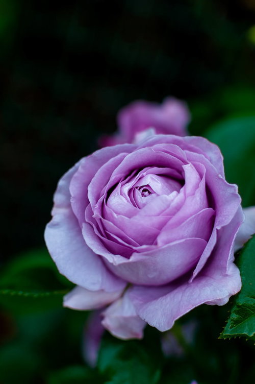 淡いピンクの花びらが重なる「しのぶれど」品種のバラ