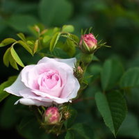 つぼみを添えたオールドローズ一輪の写真