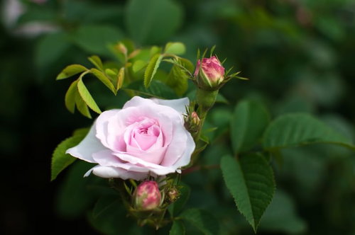 つぼみを添えたオールドローズ一輪