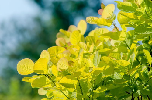 赤みを帯びたふわふわの新芽が出始めたスモークツリー