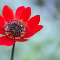 春に咲く赤いアネモネの花の写真