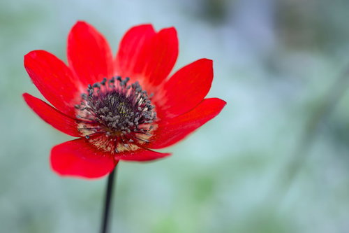 一輪の赤いアネモネの花の接写