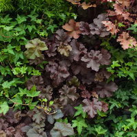 赤やオレンジや紫の葉が色づくカラーリーフの寄せ植えの写真