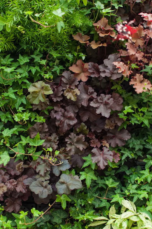 赤やオレンジや紫の葉が色づくカラーリーフの寄せ植え