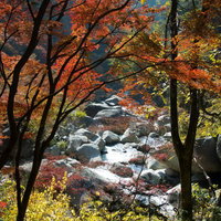上流の黄葉と紅葉が広がる秋の渓谷の写真