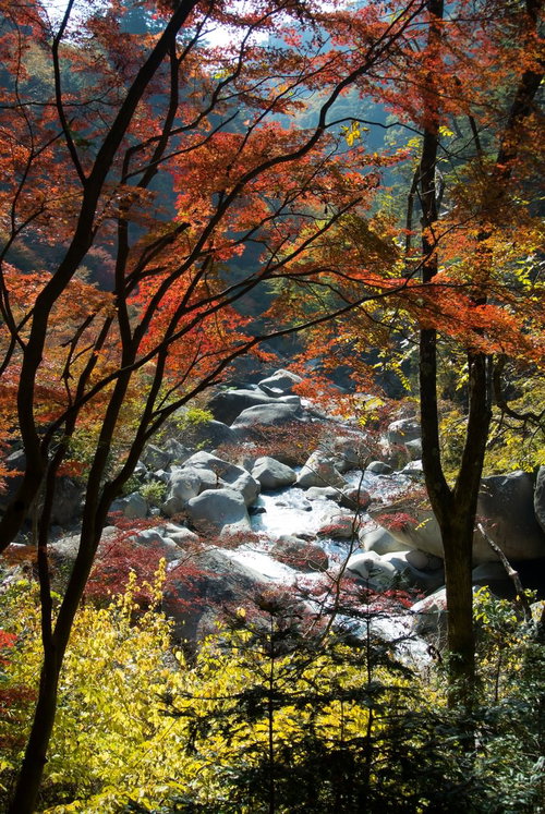 上流の黄葉と紅葉が広がる秋の渓谷