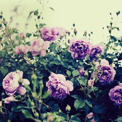 緑の葉とつぼみに囲まれた紫とピンクのバラが複数咲く花壇の写真