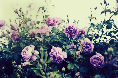 緑の葉とつぼみに囲まれた紫とピンクのバラが複数咲く花壇