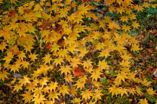 秋深まる黄葉に彩られたカエデの枝葉と落ち葉