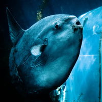 暗い水槽で泳ぐ小さな白い魚を従えた丸いマンボウの写真