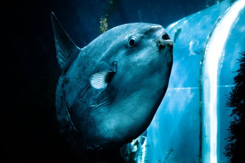 暗い水槽で泳ぐ小さな白い魚を従えた丸いマンボウ