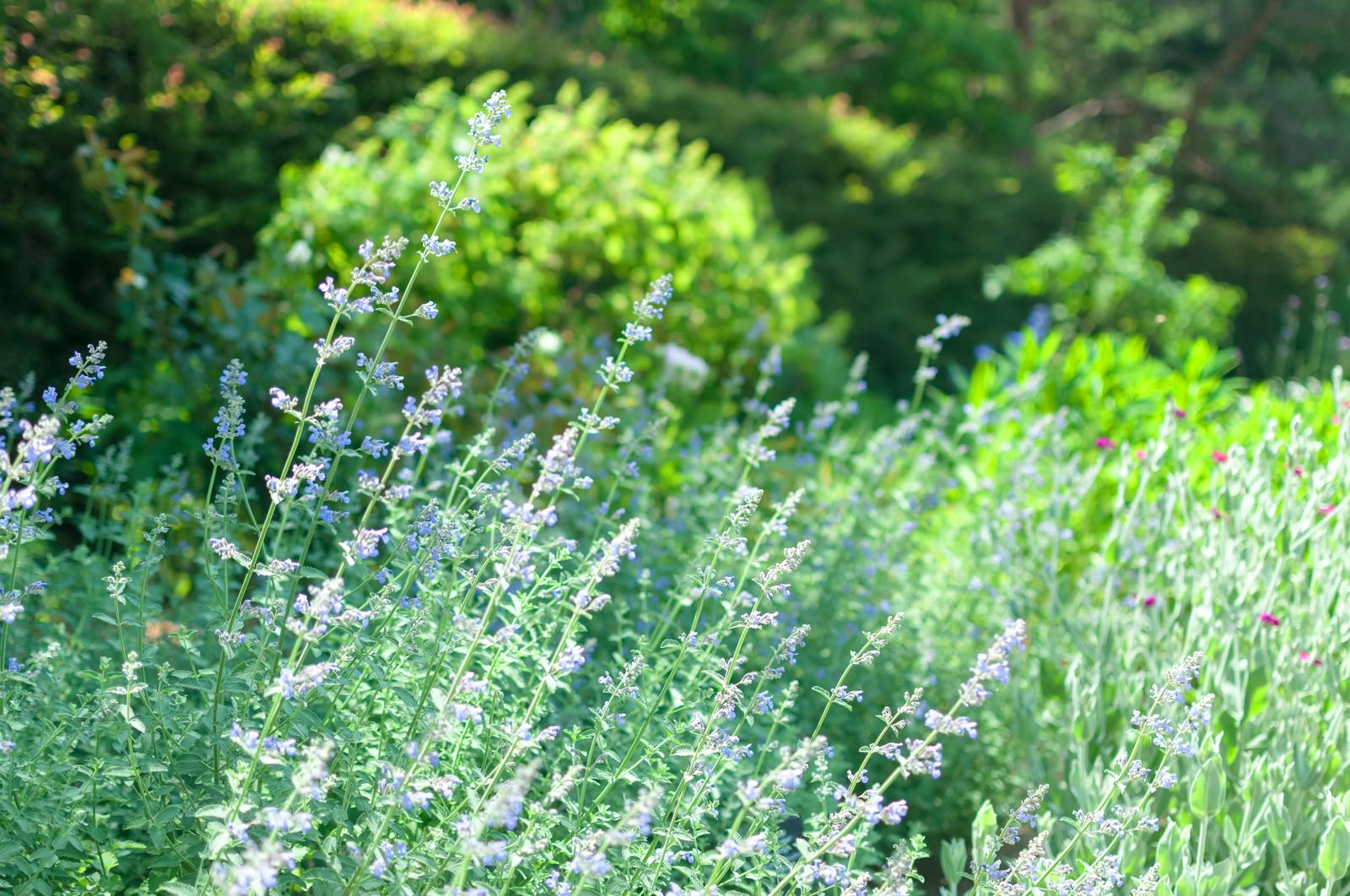 庭に咲くセージの白と紫の花
