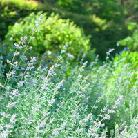 庭に咲くセージの白と紫の花の写真