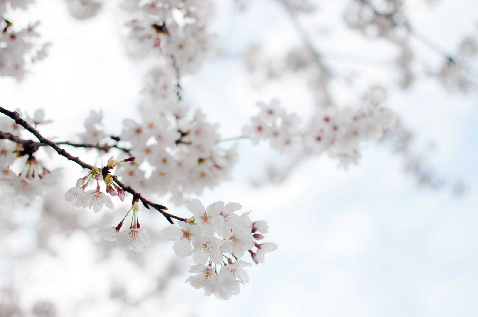 白い桜の花が咲いた枝。光を透す花びらと淡いピンク色の蕾が密集。背景は光のぼけ。
