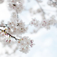 白い桜の花びらと薄茶色のおしべの写真
