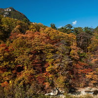 赤やオレンジに色づいた秋の山の斜面の写真