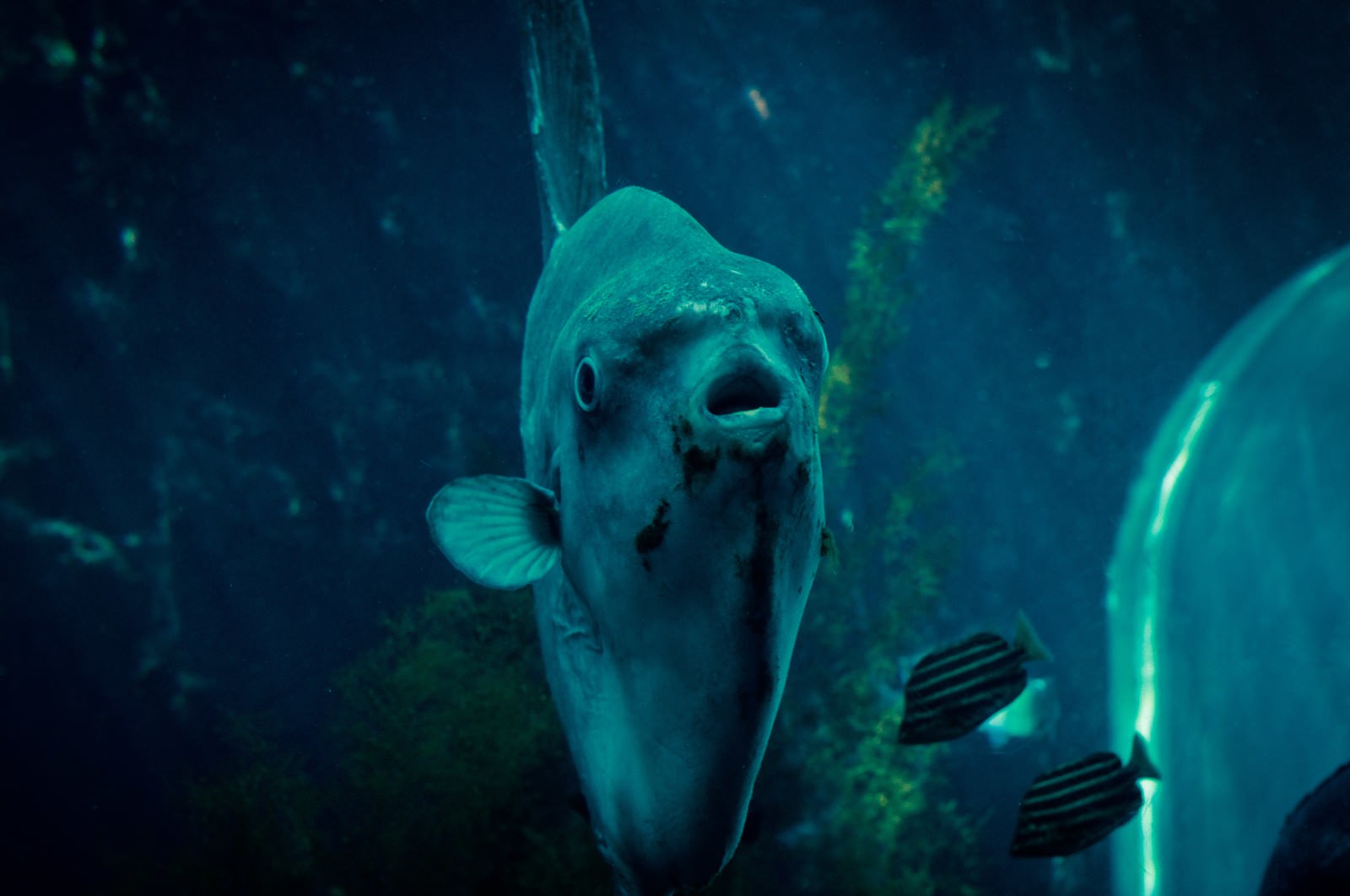 水族館の水槽でカメラを見るマンボウ