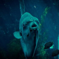 ガン見マンボウと水族館の水槽の写真