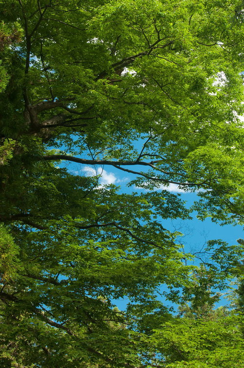 見上げた木々の緑の葉と青空の隙間