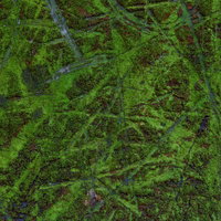 傷ついた壁に広がるコケのテクスチャの写真