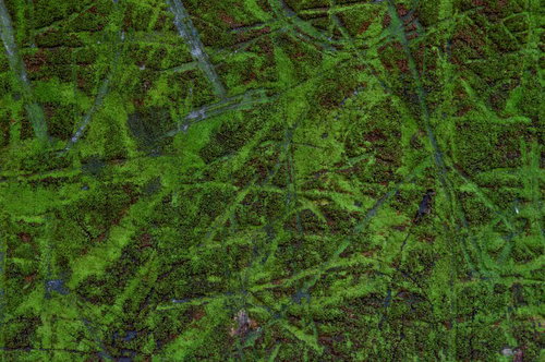 傷ついた壁に広がるコケのテクスチャ