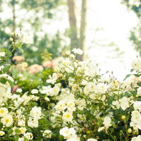 緑の葉に囲まれて黄色い中心の白い5枚花びらの小さなバラが密集する茂みの写真