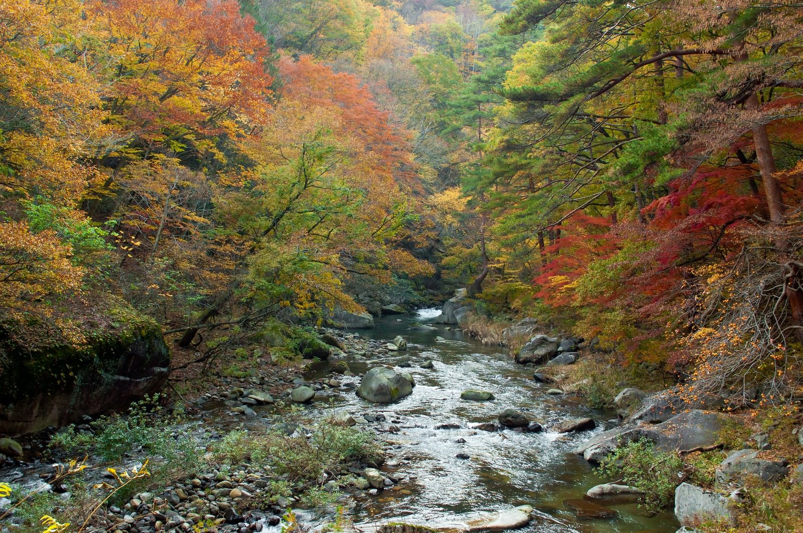 秋色に染まった樹木が覆う渓流。左奥から右手前へ流れる川面と落ち葉が敷き詰まった河床。