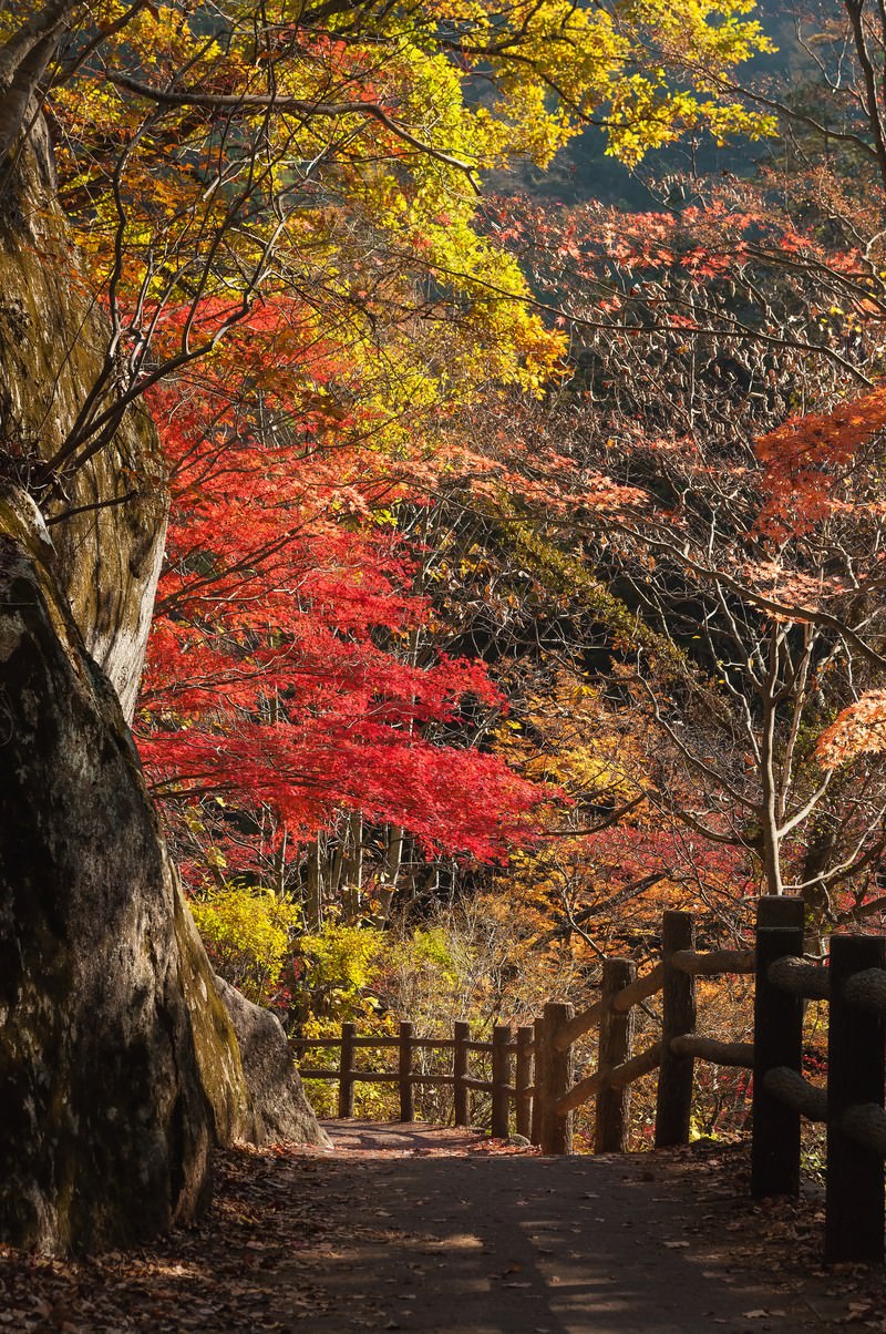 黄葉と紅葉の樹々が茂る遊歩道を木製の手すりが通る秋景色