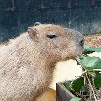葉をもぐもぐ食べるカピバラの写真