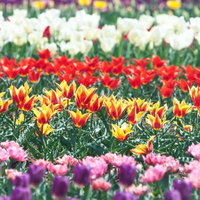 紫や黄色や赤が横帯状に咲き揃うチューリップ畑の写真