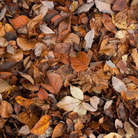 大きさの葉が重なり合う秋の落ち葉のテクスチャーの写真