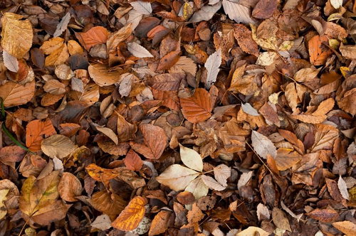大きさの葉が重なり合う秋の落ち葉のテクスチャー
