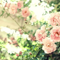 優しい光がおりる場所（薔薇）の写真