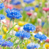 赤や黄色やピンクの花が一面に咲き広がるカラフルな花畑の写真