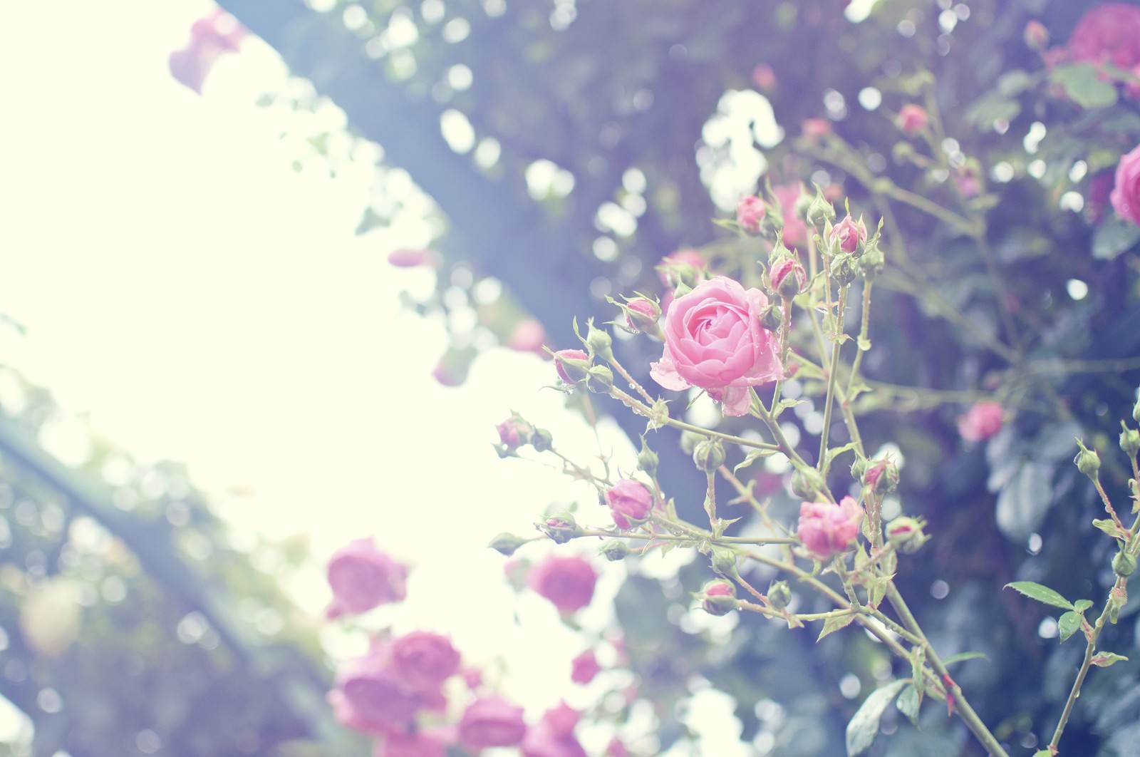 明るい空を背景に下から見上げたピンクのバラの花とつぼみと茎