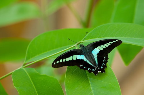 黒い翅に水色の帯が映えるアオスジアゲハが緑の葉に止まる