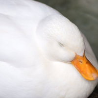 白いアヒルがスヤァと寝ている姿 オレンジ色のくちばしで静かに休むの写真